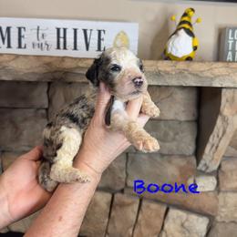 Boone - Merle male Goldendoodle puppy in Sanderson, Florida from Serenity Goldendoodles