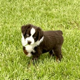 Miniature American Shepherd Puppies from Knockout Aussies