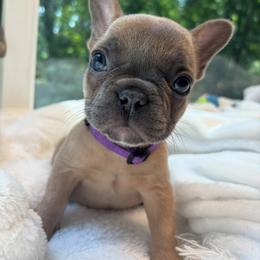 Danni - Blue female French Bulldog puppy in Salisbury, Maryland from 77 Frenchies Maryland
