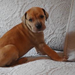 Cider - Great Dane puppy in Loris, South Carolina from Outback Danes