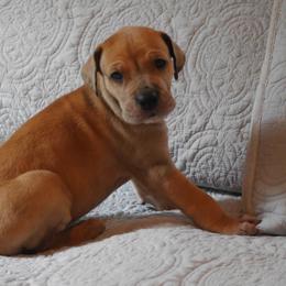 Cider - Great Dane puppy in Loris, South Carolina from Outback Danes