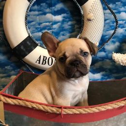 French Bulldog Puppies from Sharp-Noble French Bulldogs