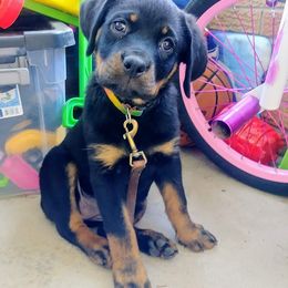 Rottweiler Puppies from Rose Red Rottweilers