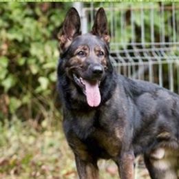 German Shepherds from Klondike Shepherds