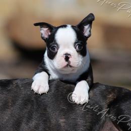 AKC 'Tubby' - Black and white male Boston Terrier puppy in Lamar, Missouri from Marti Acres ~ Boston Terrier & Beagles