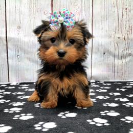 Stella - Blue and gold female Yorkshire Terrier puppy in Monticello, Iowa from Ashley’s Puppies