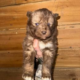 Girl 1 - Brown and white female Siberian Husky puppy in Iron River, Wisconsin from Wiemeri Siberians