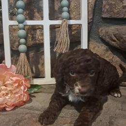 Aussiedoodle and Cockapoo Puppies from Ouachita River Cockapoos