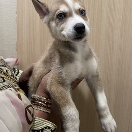 Ginger - Red and white Siberian Husky puppy in Rancho Cucamonga, California from Rice Breeders