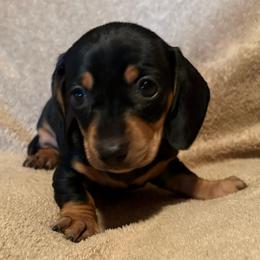 Akc female 3 - Black and tan female Dachshund puppy in Yuma, Arizona from M's puppy love
