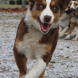 Australian Shepherds from The Ghost Eyed Ones