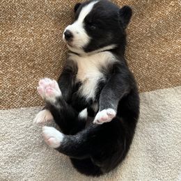 Siberian Husky Puppies from Sunny Siberians