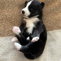 Siberian Husky Puppies from Sunny Siberians