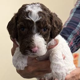 Turquoise collar boy - male Newfypoo puppy in Fairfield, California from Twin Sisters Doodles