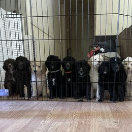 Poodle Puppies from Miss Vickie’s Poodles