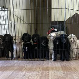 Poodle Puppies from Miss Vickie’s Poodles