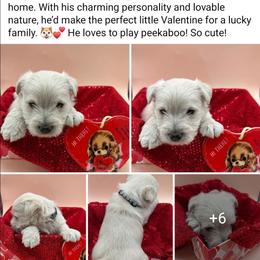 Riley - Wheaten male Scottish Terrier puppy in Crossville, Tennessee from Cavern Kennels