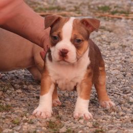 Gelda - Red sable female American Bully puppy in Orlinda, Tennessee from SimplyBullies