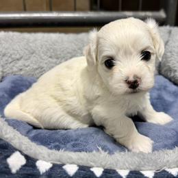 Violet - White female Coton de Tulear puppy in Mead, Oklahoma from Bar W Cotons