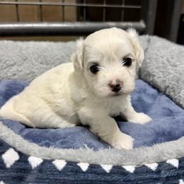Violet - White female Coton de Tulear puppy in Mead, Oklahoma from Bar W Cotons