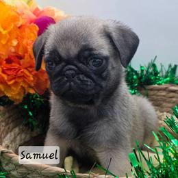 Samuel - Fawn male Pug puppy in Olin, North Carolina from Piggy Pugs