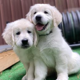 Golden Retriever Puppies from Smokey Mountain English Goldens
