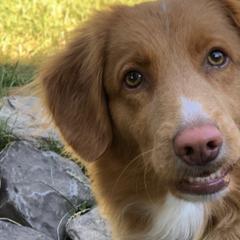 Nova Scotia Duck Tolling Retriever All Grown Up from Forest Cove Tollers