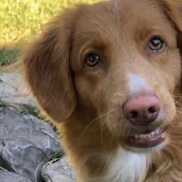 Nova Scotia Duck Tolling Retriever All Grown Up from Forest Cove Tollers