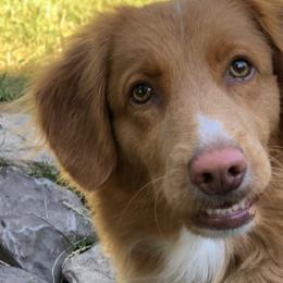 Nova Scotia Duck Tolling Retriever All Grown Up from Forest Cove Tollers