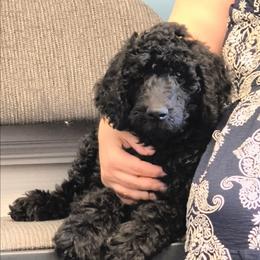 Windy - Blue female Poodle puppy in Huntsville, Alabama from Pandora
