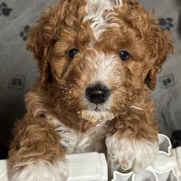 Armani (Red Collar) - Red  male Goldendoodle puppy in Colorado Springs, Colorado from Pikes Peak Doodles