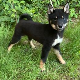 Mio - Black & tan female Shikoku Ken puppy in Charleston, West Virginia from Kiseki No Yama