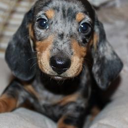 Girl 1 - Dapple female Dachshund puppy in Craig, Colorado from Rocky Mountain Shih Tzus and Dry Creek Miniature Dachshunds