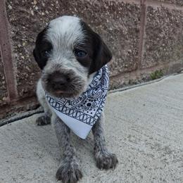 Girl 4 - Liver and white female German Wirehaired Pointer puppy in Potosi, Wisconsin from Point and Flush Gun Dogs