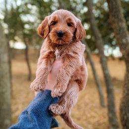 Goldendoodle Puppies from Bows & Ties Doodles
