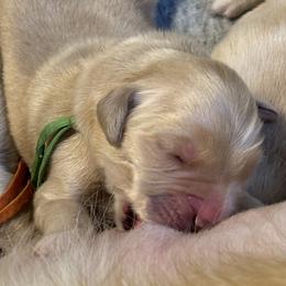 Boy 1 - Golden male Golden Retriever puppy in Oklahoma City, Oklahoma from Shire Springs Kennels