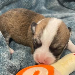 Sam - Sable male Pembroke Welsh Corgi puppy in Adairsville, Georgia from R&R Corgis