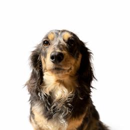 Mabel - Dachshund