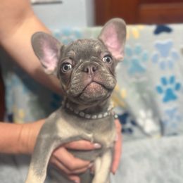 Ace - Tricolors male French Bulldog puppy in Fulton, Missouri from FamLee Frenchies