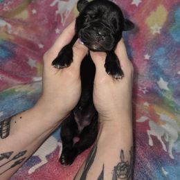 Rhiannon - Black female Cane Corso puppy in Mason City, Illinois from Red Wood Cane Corso