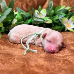 Betty (light blue) - Apricot female Goldendoodle puppy in Haltom City, Texas from Ohana Doodles