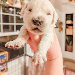 Gumdrop - Light golden male Golden Retriever puppy in Mason, Michigan from Sweet Breeze Acres