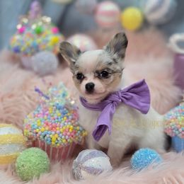 Spook 4000 - Merle male Chihuahua puppy in Piqua, Kansas from Cute As A Cupcake Chihuahuas