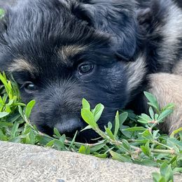 Girl 3 - German Shepherd puppy in New Castle, Pennsylvania from Cricket Acres German Shepherds
