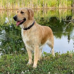 Assorted Doodle Crosses and Golden Retriever All Grown Up from Retriever Ranch