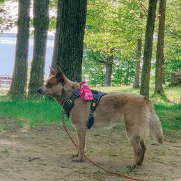 Australian Cattle Dog Puppies from SB Heelers Cattle Dogs and Performance Horses