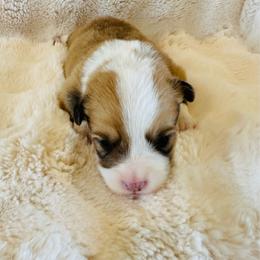 Kolt - White and red male Pembroke Welsh Corgi puppy in Cashion, Oklahoma from Shabby Chic Corgis