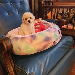 Purple Passion - White and buff female Bichon Frise puppy in Chatham, Illinois from Bichon Frise Partnership
