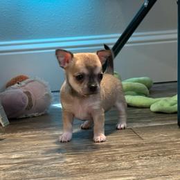 Fawn female price: 6,500 - Fawn female Chihuahua puppy in Summerfield, Florida from Uey’s Chihuahuas