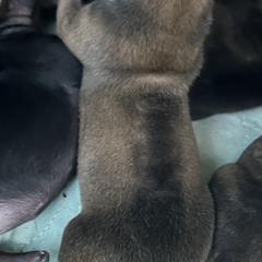 Poncho - Fawn male Vietnamese Phu Quoc Ridgeback puppy in White Stone, Virginia from TSUNAMI  PHU QUOC VIETNAMESE RIDGEBACK